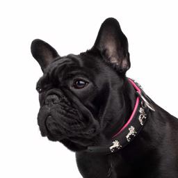 Læderhalsbånd til Fransk Bulldog Model Sort Pink